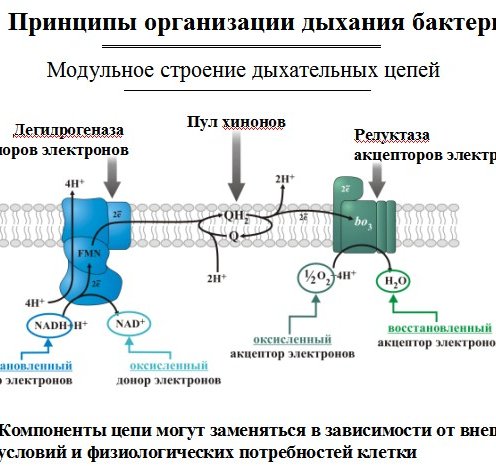 Дыхание бактерий