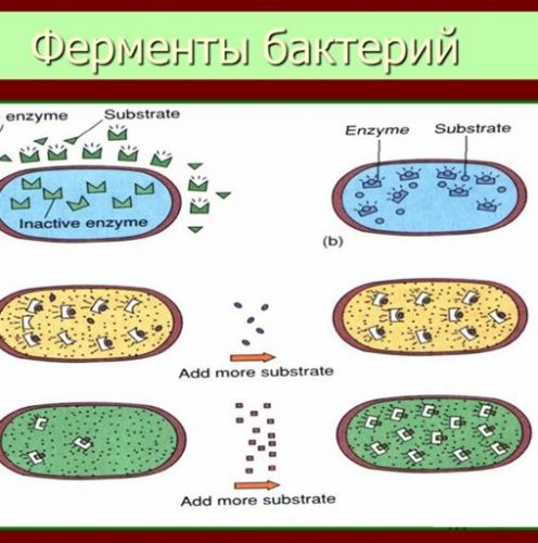 Для чего нужны ферменты