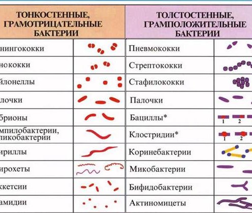 Основные формы бактерий