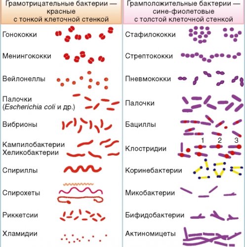 Диплококки(от греч. diploos