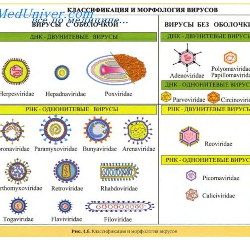 классификация вирусов