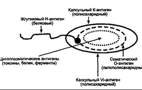 Бактериальные антигены