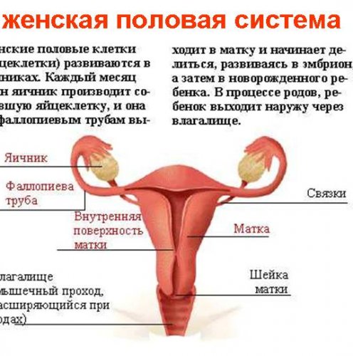 Инфекция и иммунитет - Реферат