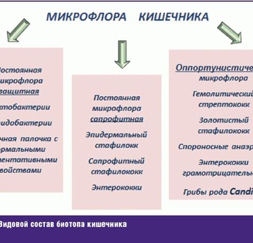 основы КЛИНИЧЕСКОЙ МИКРОБИОЛОГИИ Описание: Рис. 3