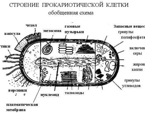 бактериальная клетка?