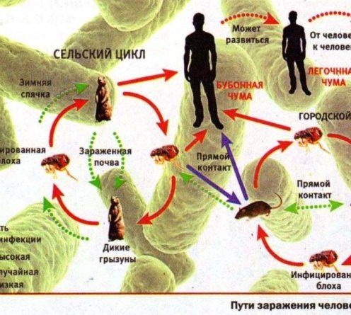 ДНК обеих бактерий содержат