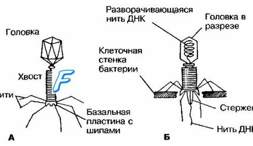 Вирусы бактерий