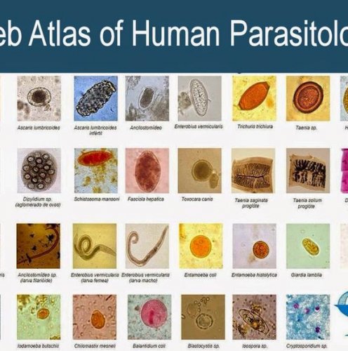 Web Atlas of Human