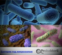 Бактерии мод микроскопом
