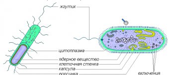 Какие Есть Бактерии