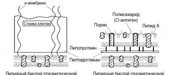Классификация Бактерий Микробиология