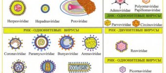 Методы Культивирования Вирусов Микробиология
