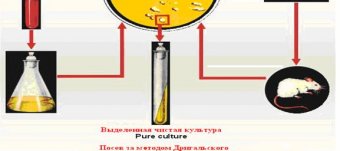 Методы Выделения Чистой Культуры Микробиология