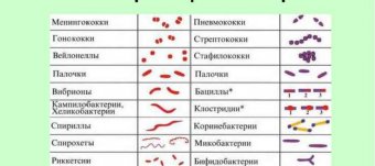 Микробиология Формы Бактерий