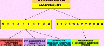 Систематика Бактерий Микробиология