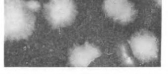 Спорообразующие Бактерии