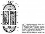 Строение и химический состав бактериальной клетки