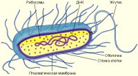 Структура прокариотической клетки