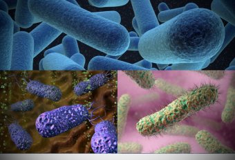 Анаэробные Бактерии Микробиология