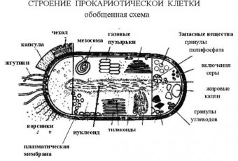 Бактериальная Клетка