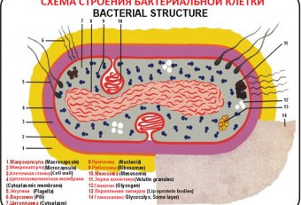 Бактериальная Клетка Микробиология