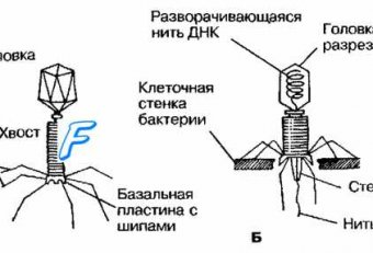 Бактериофаги Микробиология