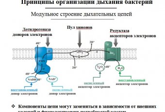 Дыхание Бактерий Микробиология