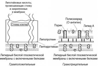 Классификация Бактерий Микробиология