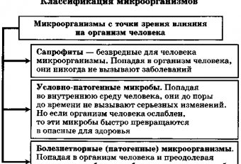 Классификация Микроорганизмов