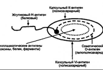 Коротяев Медицинская Микробиология