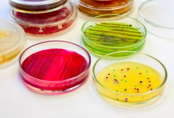 Культивирование Бактерий Микробиология