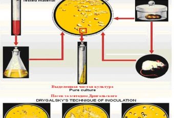 Методы Выделения Чистой Культуры Микробиология