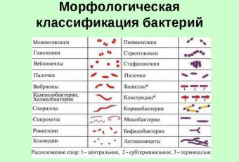 Микробиология Формы Бактерий