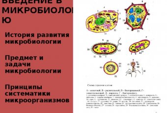 Микробиология Предмет и Задачи Развитие Микробиологии