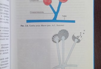 Микробиология Вирусология