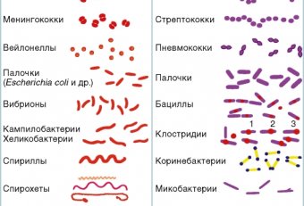 Морфология Бактерий