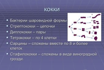 Объект Изучения Микробиологии