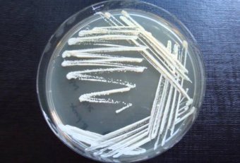 Основы Микробиологии Санитарии и Гигиены