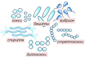 Основные Формы Бактерий