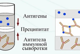 Реакция Агглютинации Микробиология