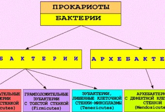 Систематика Бактерий Микробиология