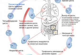 Современные Достижения Медицинской Микробиологии и Иммунологии