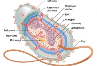 Строение Бактерий Микробиология