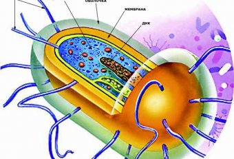 Строение Клетки Бактерий