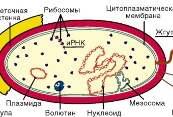 Структура Бактериальной Клетки