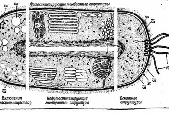 Структура Бактериальной Клетки Микробиология