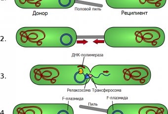 Трансдукция Микробиология